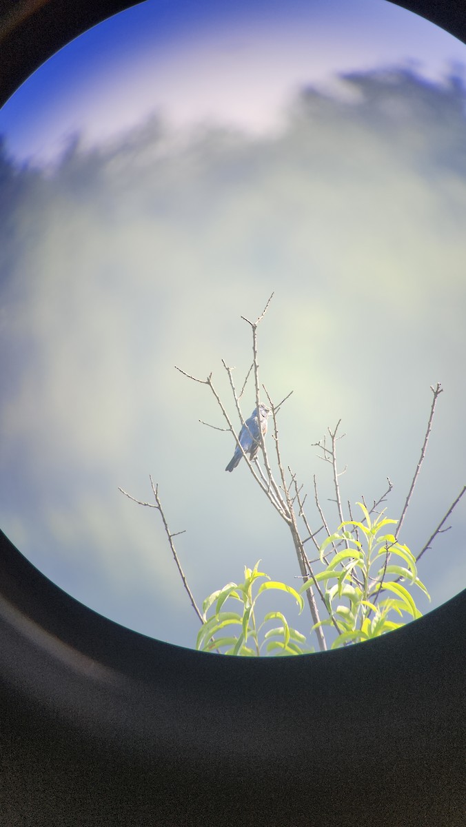 Blue Grosbeak - ML639712050