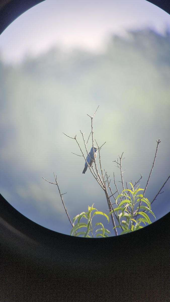 Blue Grosbeak - ML639712051