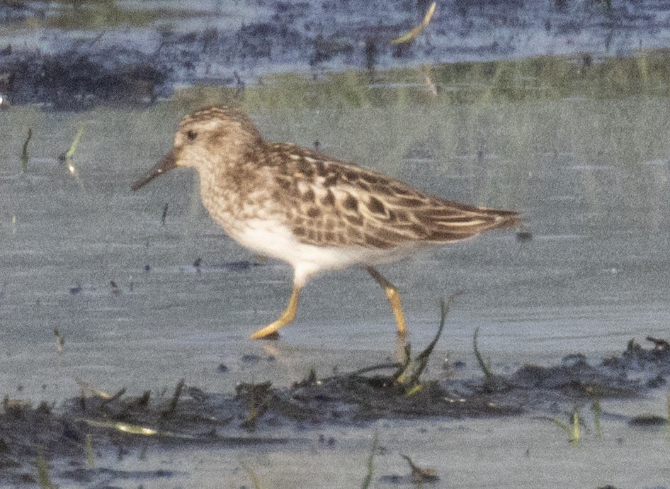 Least Sandpiper - ML639712108