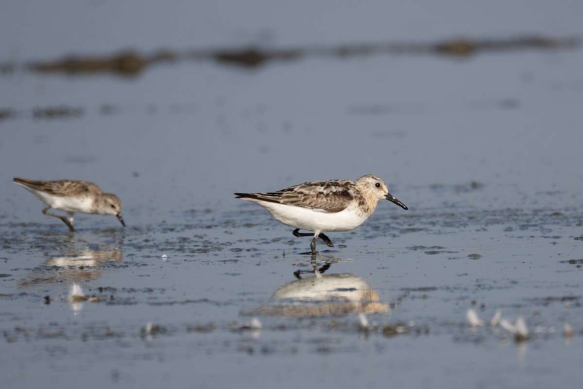 Sanderling - ML639712112