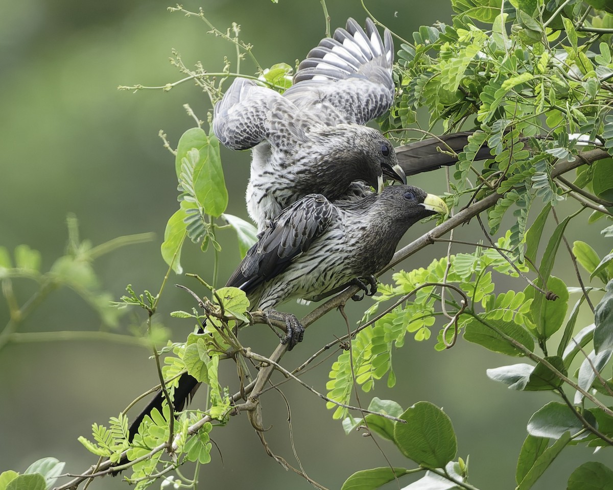 Western Plantain-eater - ML639712118