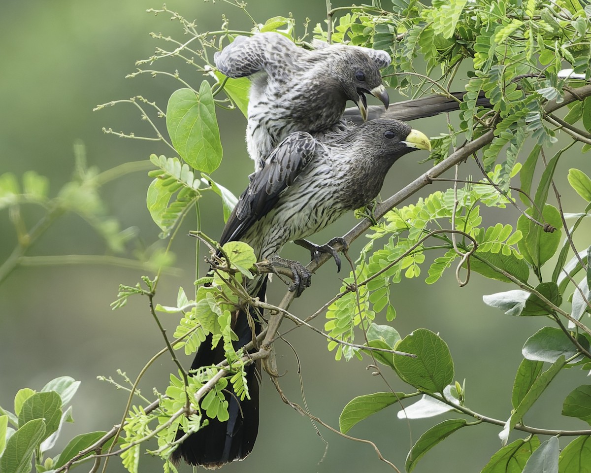 Western Plantain-eater - ML639712119