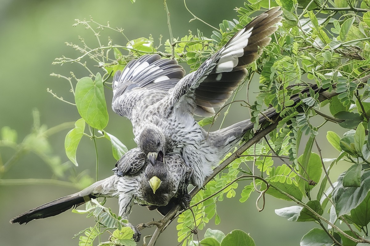 Western Plantain-eater - ML639712124