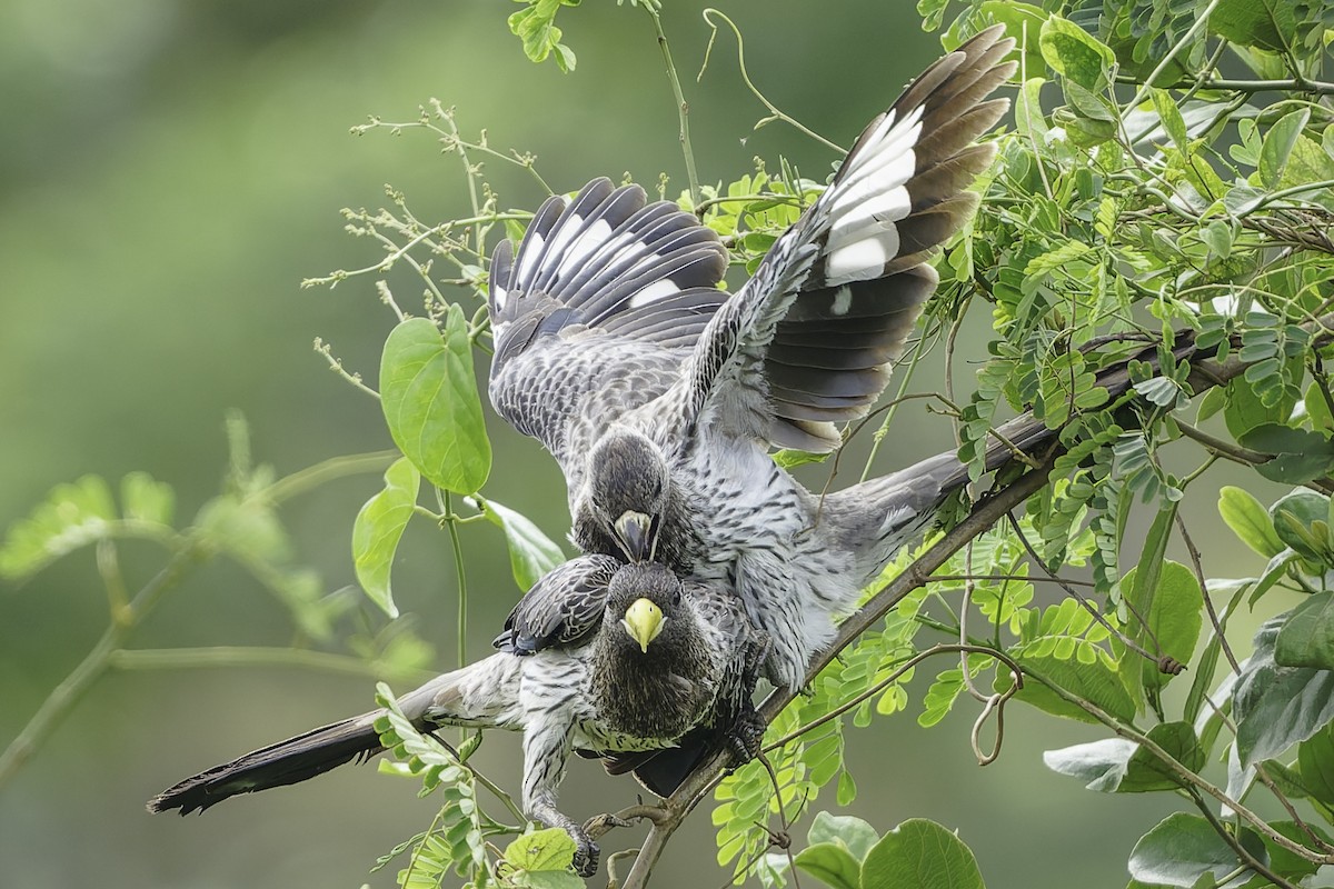 Western Plantain-eater - ML639712127