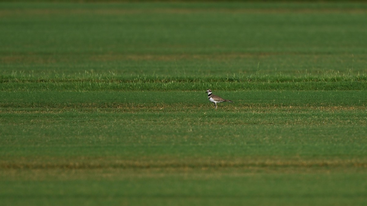 Killdeer - ML639712159
