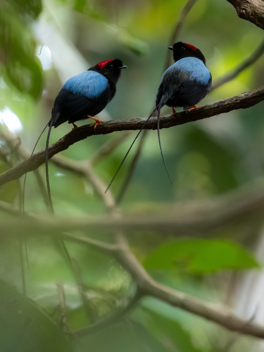 Long-tailed Manakin - ML639712164