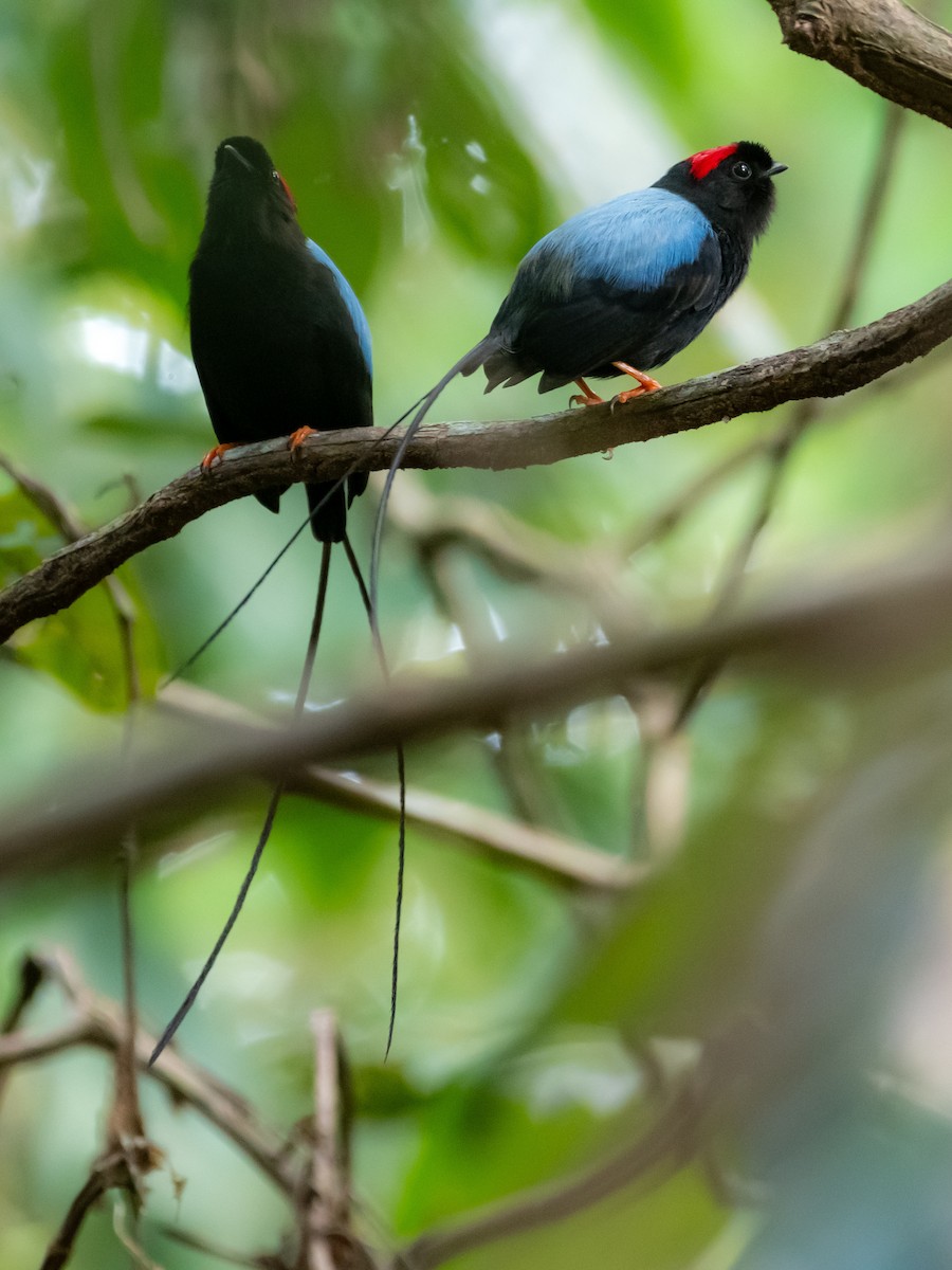 Long-tailed Manakin - ML639712165