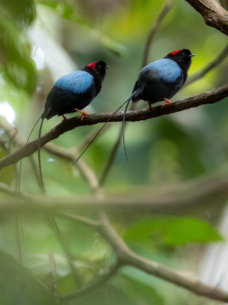 Long-tailed Manakin - ML639712166