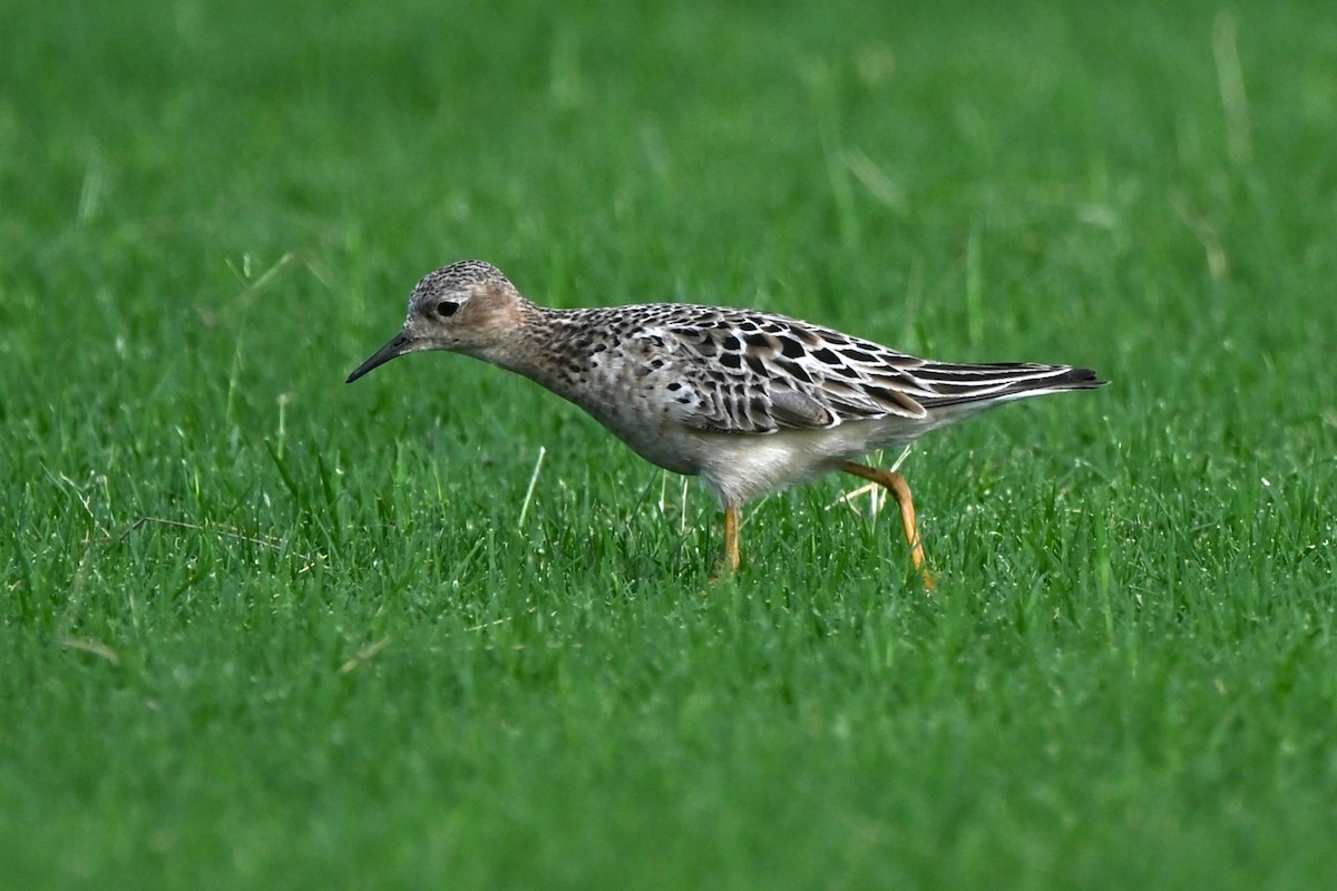 Buff-breasted Sandpiper - ML639712167