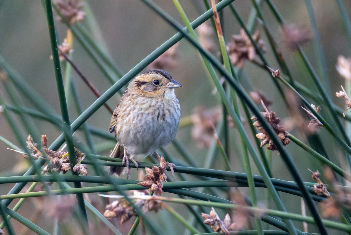 Nelson's Sparrow - ML639712168