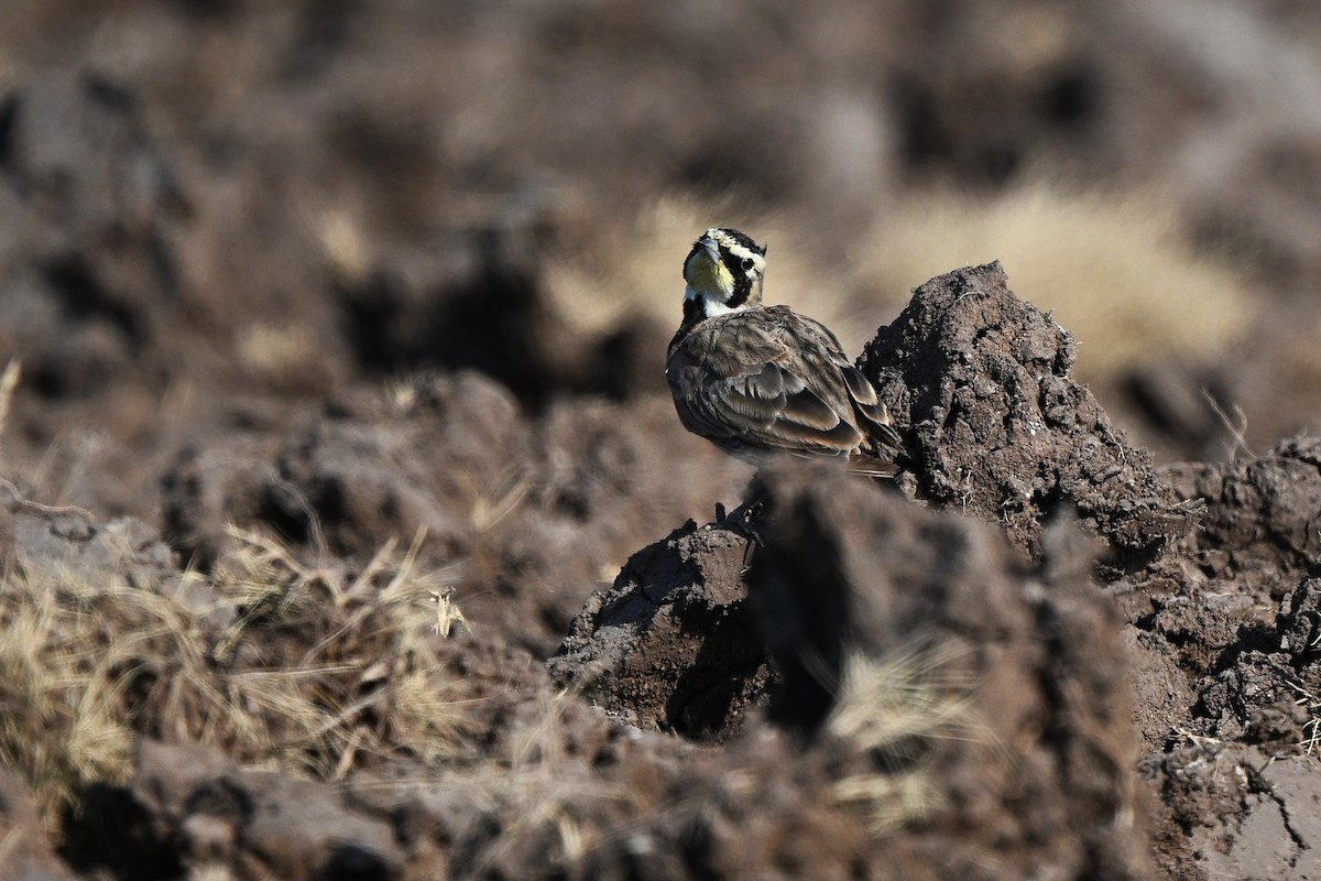 Horned Lark - ML639712174