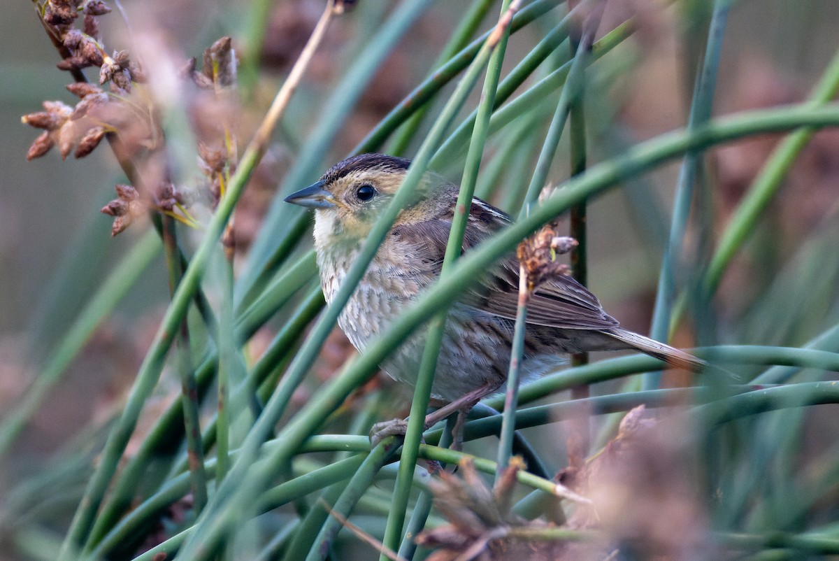 Nelson's Sparrow - ML639712175