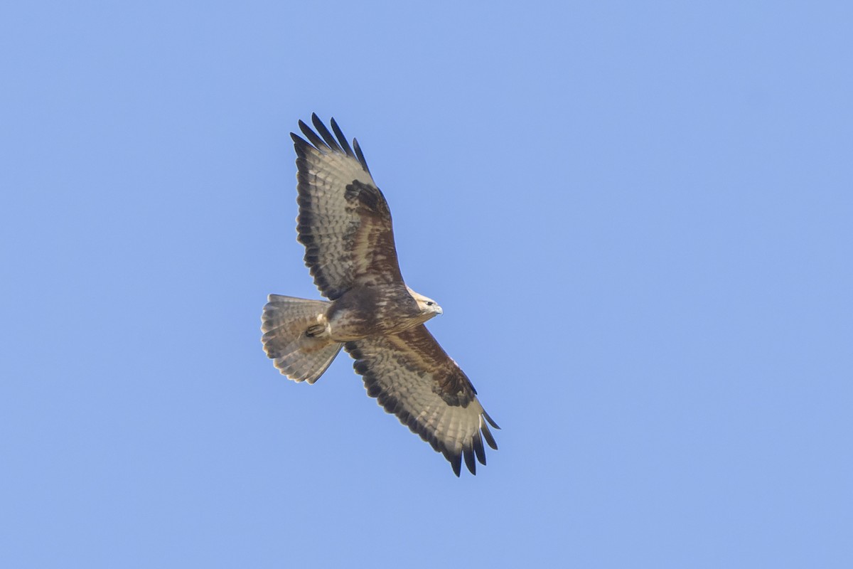 Common Buzzard - ML639712196