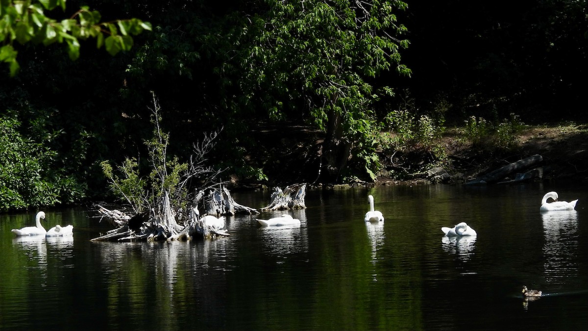 Tundra Swan (Whistling) - ML639712207