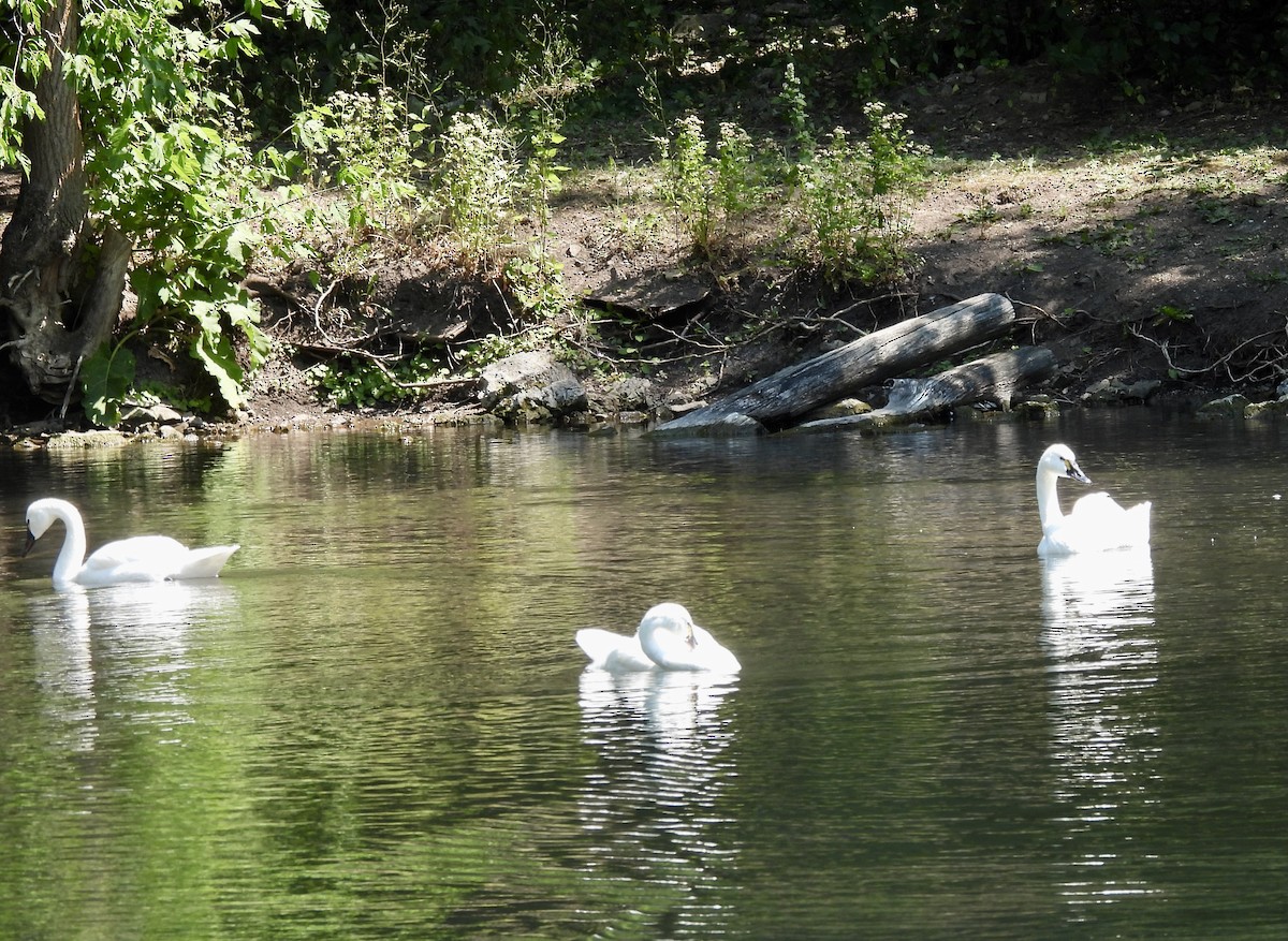 Tundra Swan (Whistling) - ML639712208