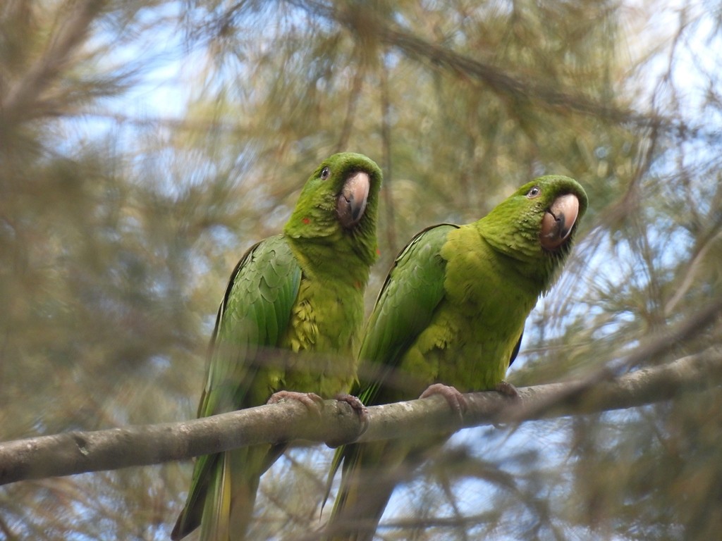 Pacific Parakeet - ML639712268