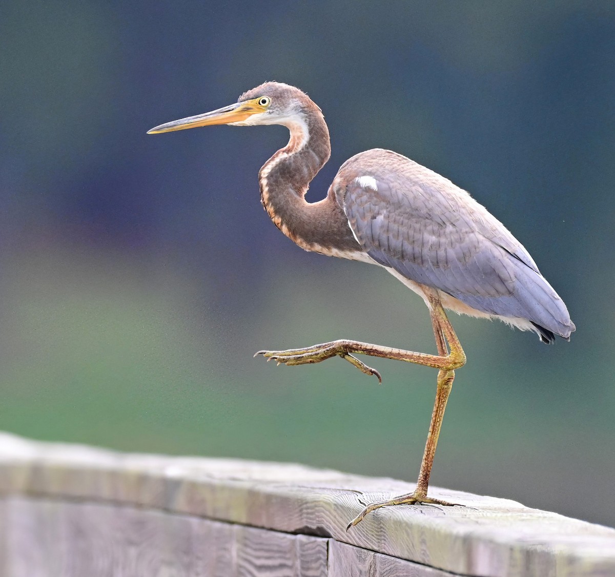Tricolored Heron - ML639712278