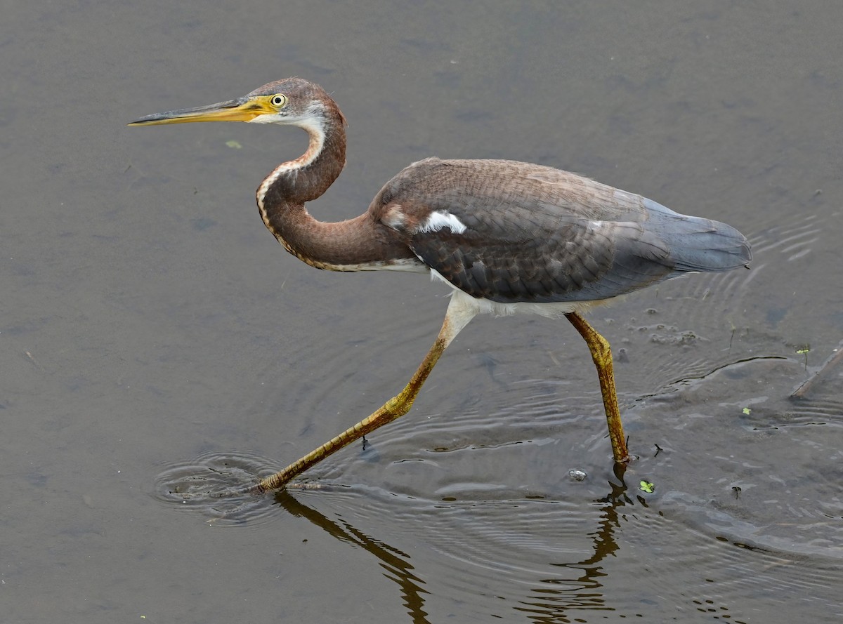 Tricolored Heron - ML639712279