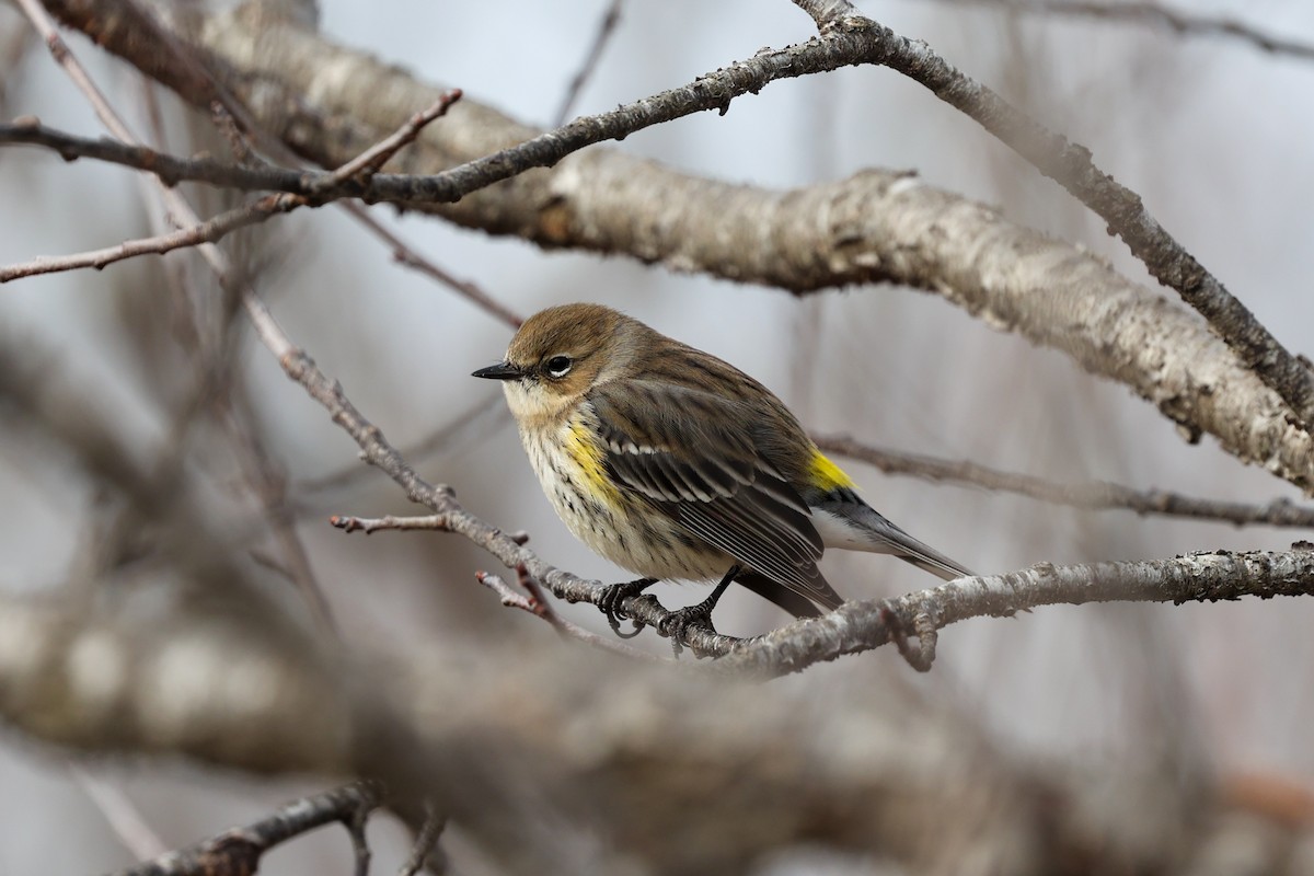 Yellow-rumped Warbler (Myrtle) - ML639712322