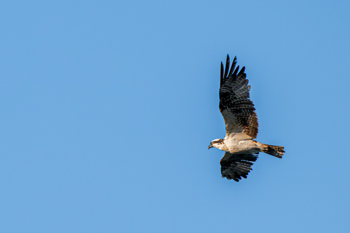魚鷹(carolinensis) - ML639712398