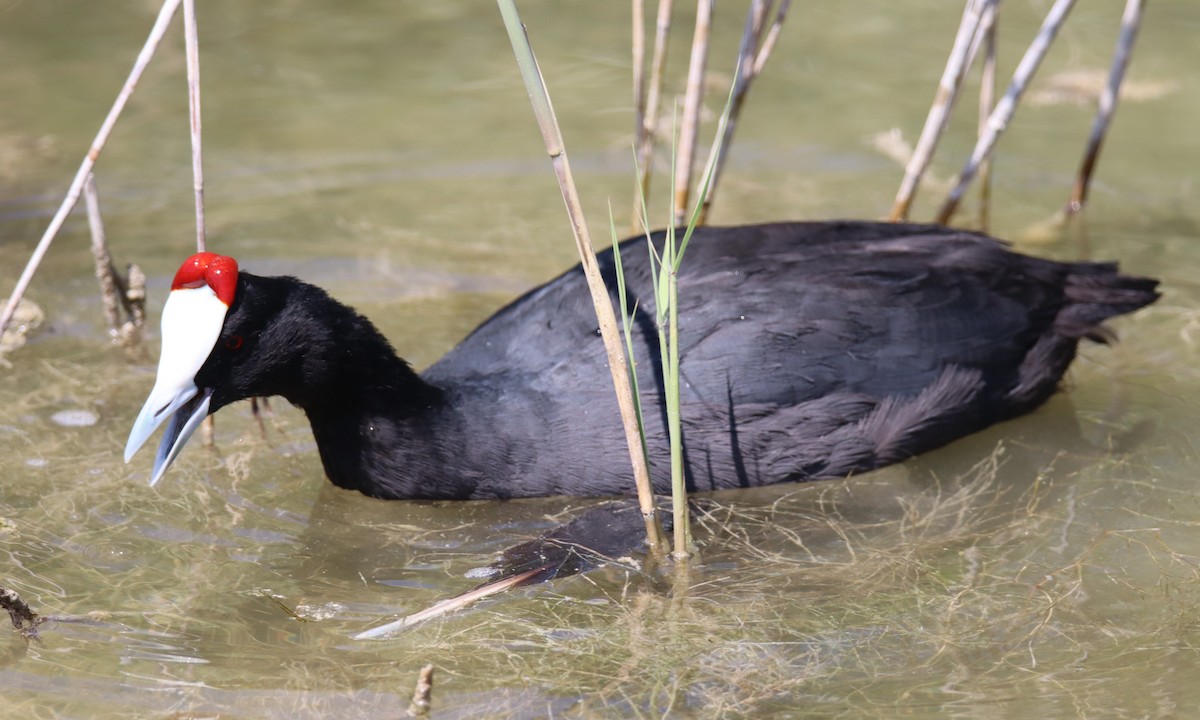 Red-knobbed Coot - ML639712399