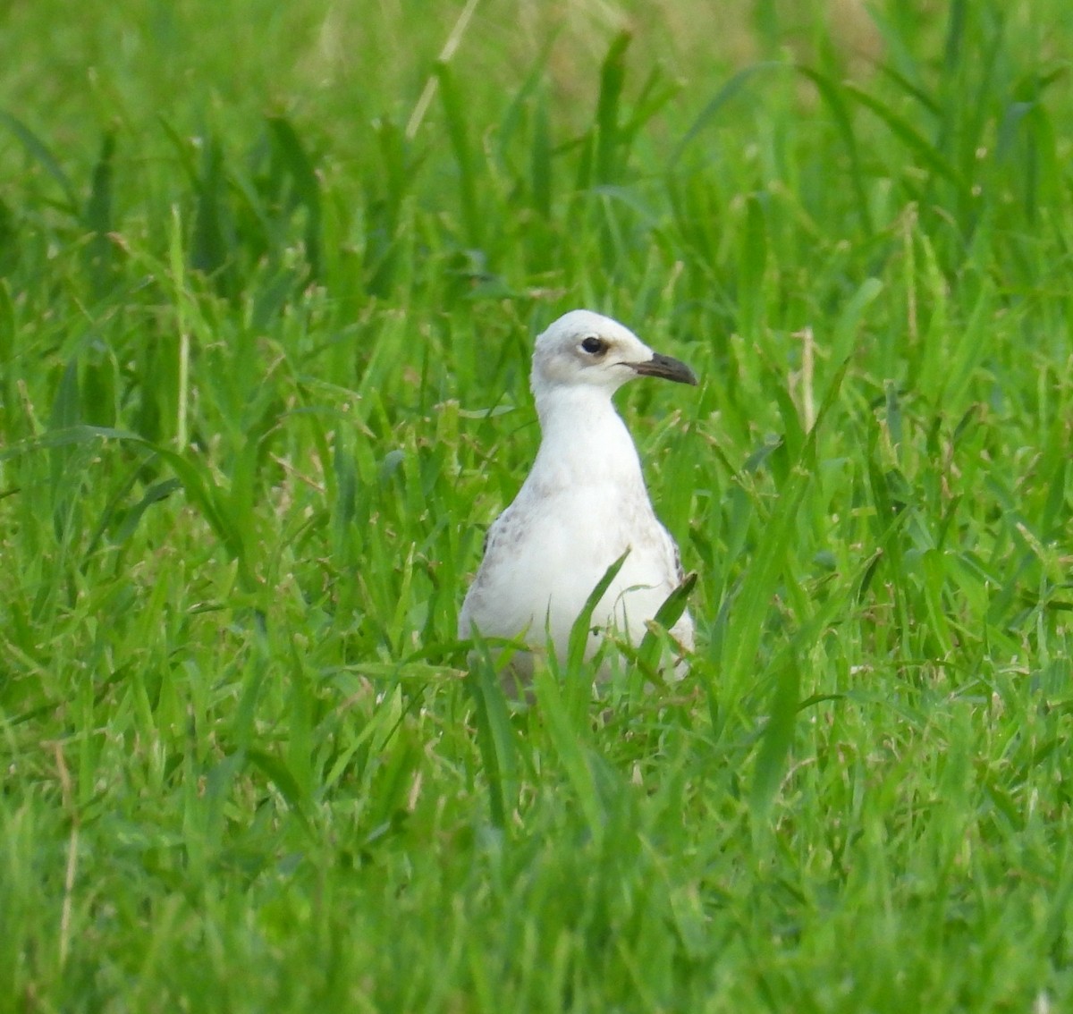 Mediterranean Gull - ML639712417