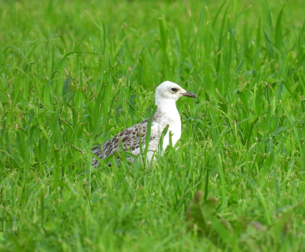 Mediterranean Gull - ML639712418