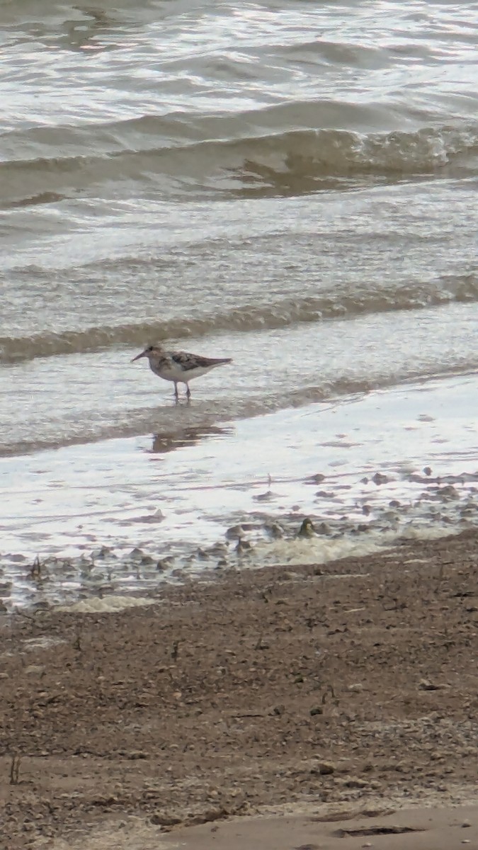 Sanderling - ML639712451