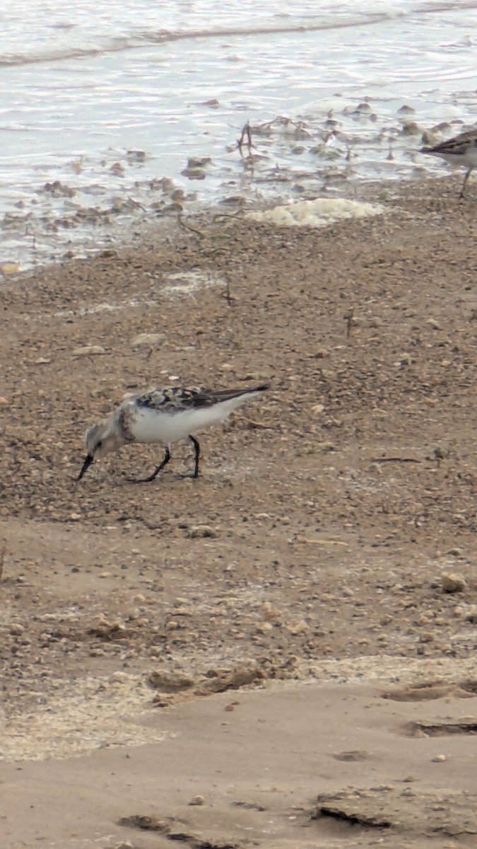 Sanderling - ML639712452