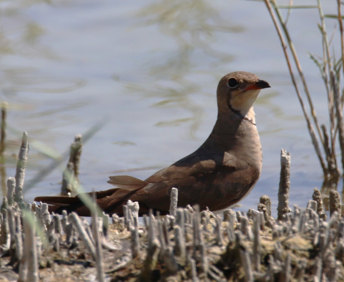 Collared Pratincole - ML639712470