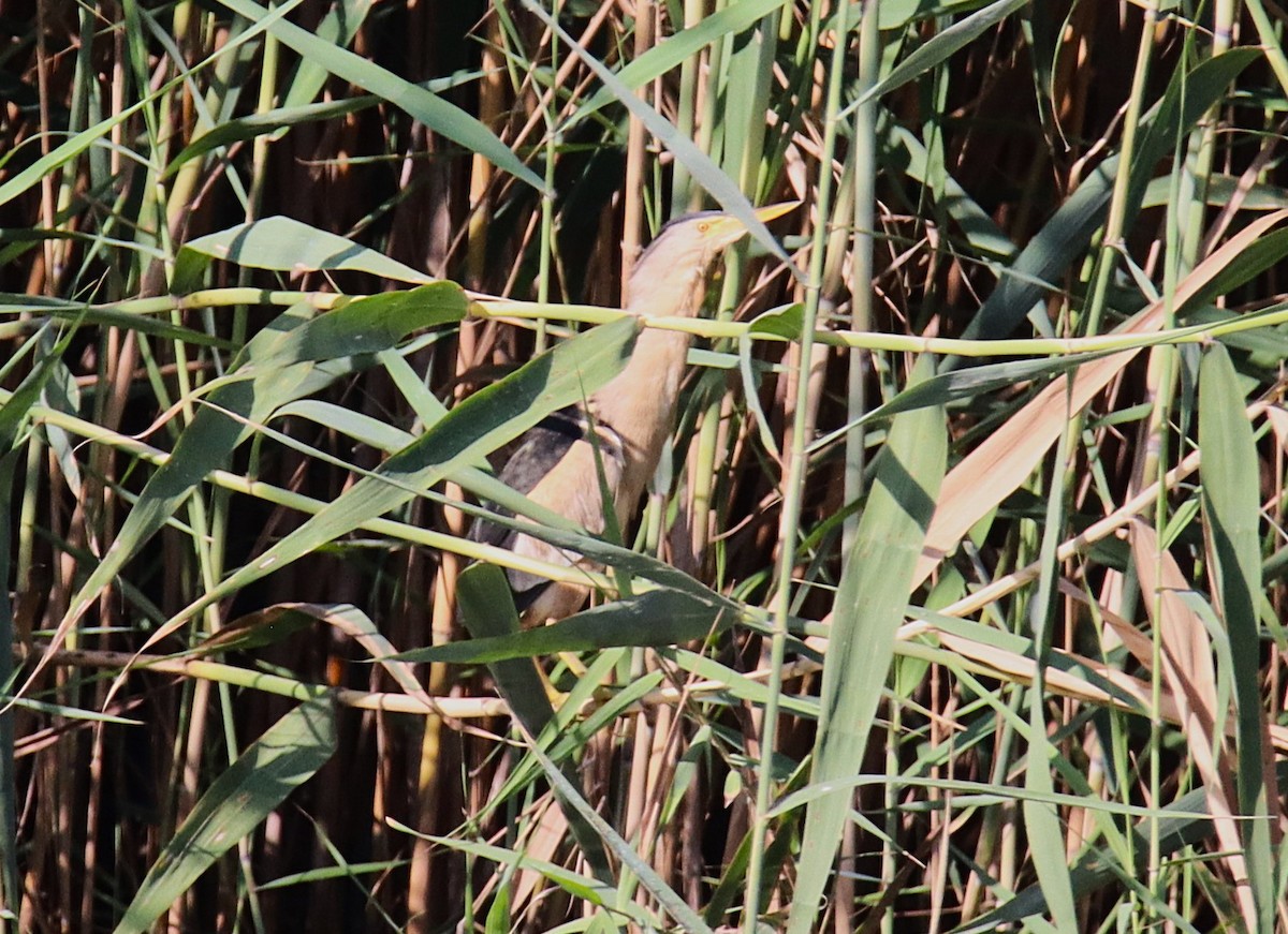 Little Bittern - ML639712678