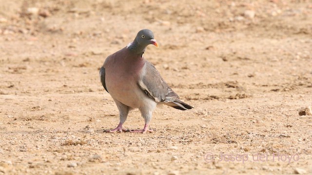 Common Wood-Pigeon - ML639712728