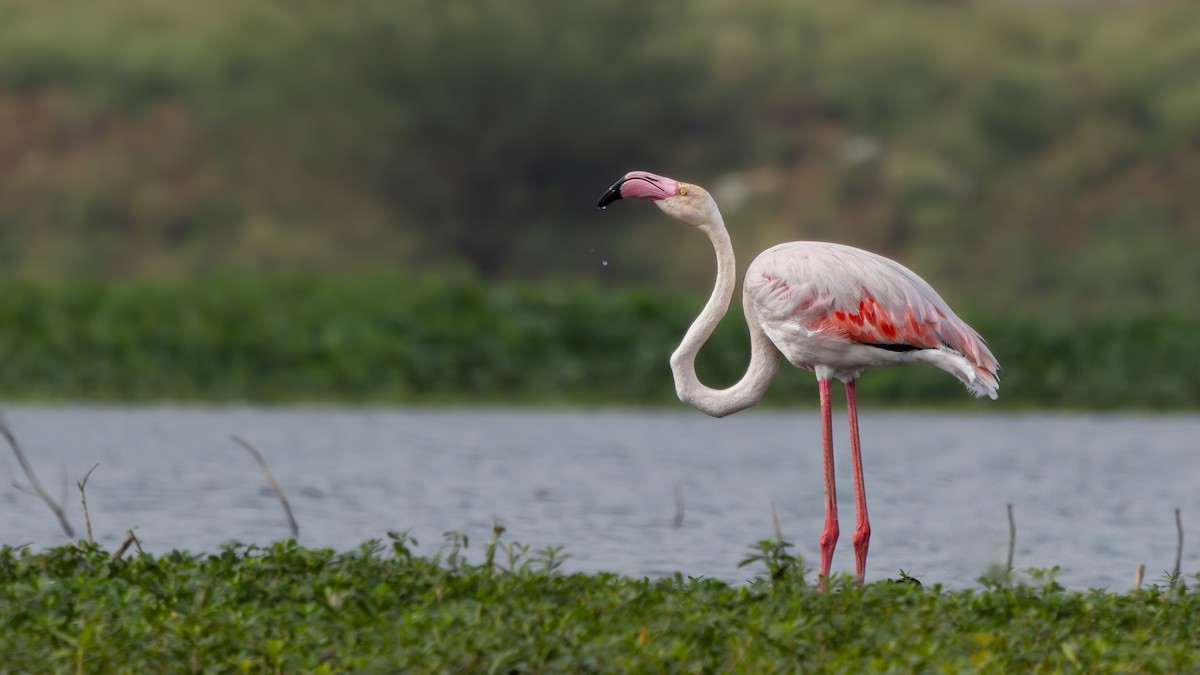Greater Flamingo - ML639712771