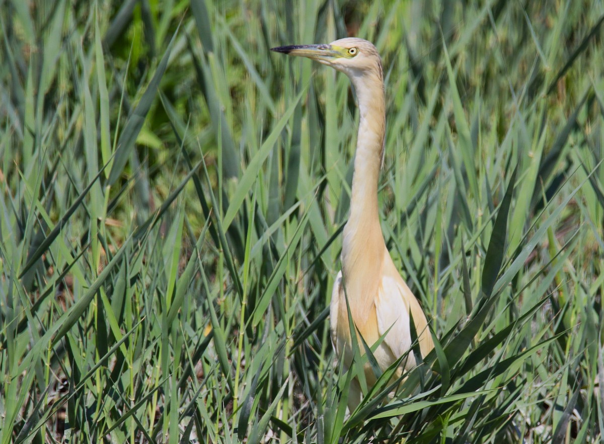Squacco Heron - ML639712813