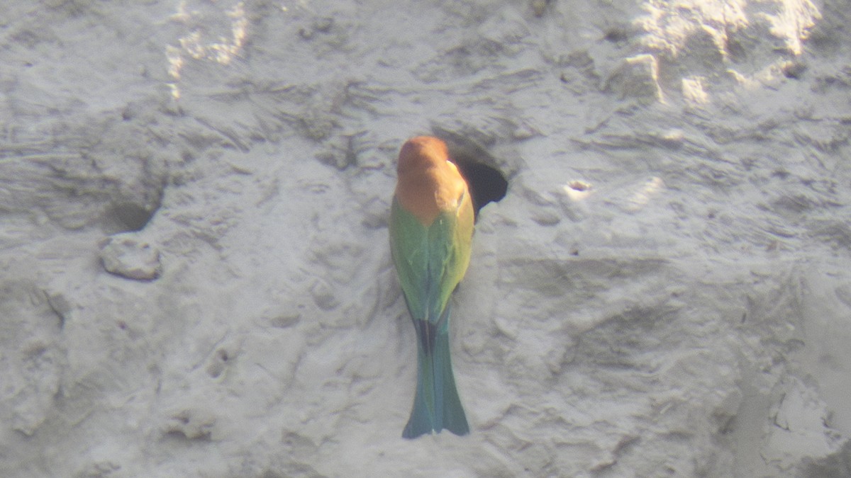 Chestnut-headed Bee-eater - ML639712891