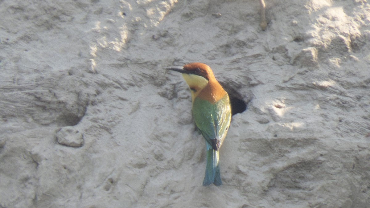 Chestnut-headed Bee-eater - ML639712906