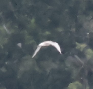 Bonaparte's Gull - ML639712921