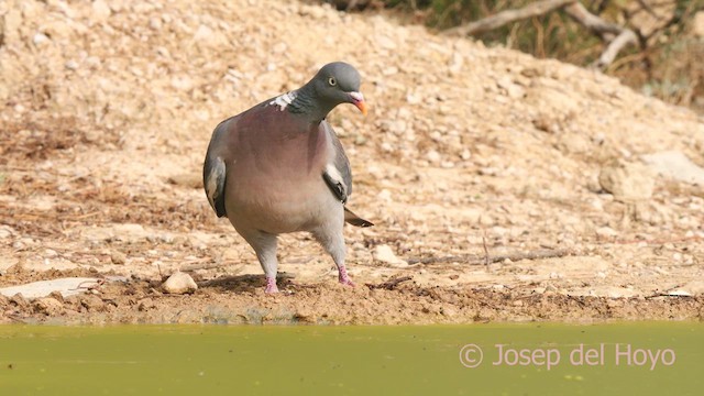 Common Wood-Pigeon - ML639712980