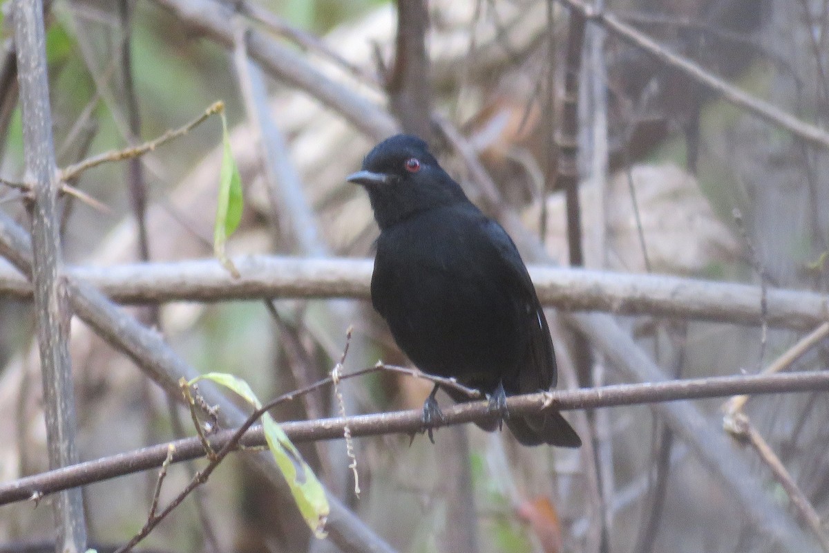 Caatinga Black-Tyrant - ML639713004