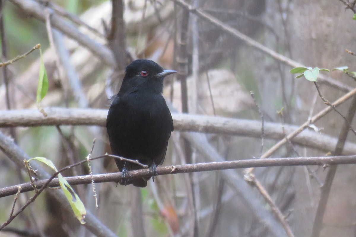 Caatinga Black-Tyrant - ML639713008