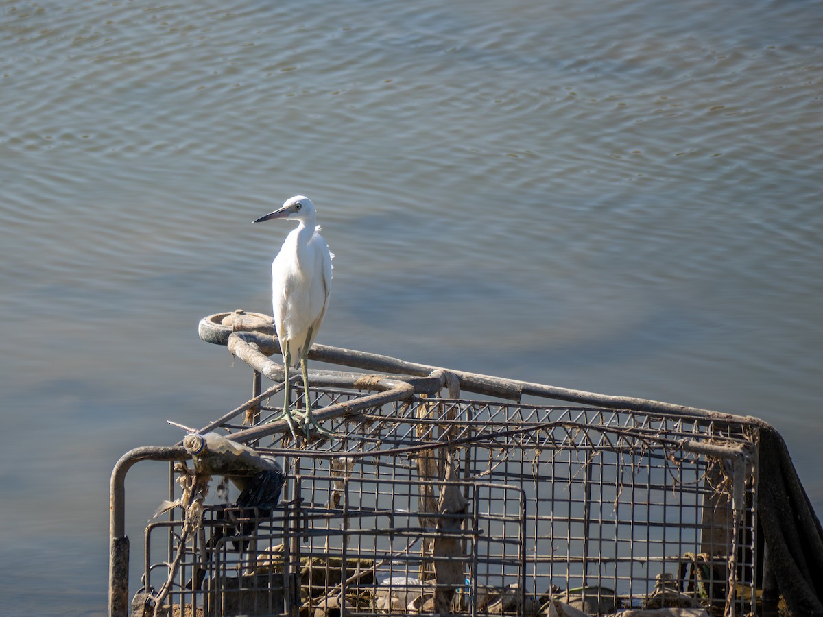 Little Blue Heron - ML639713011