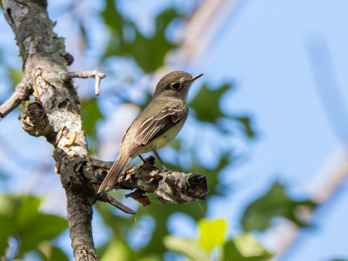 Least Flycatcher - ML639713027