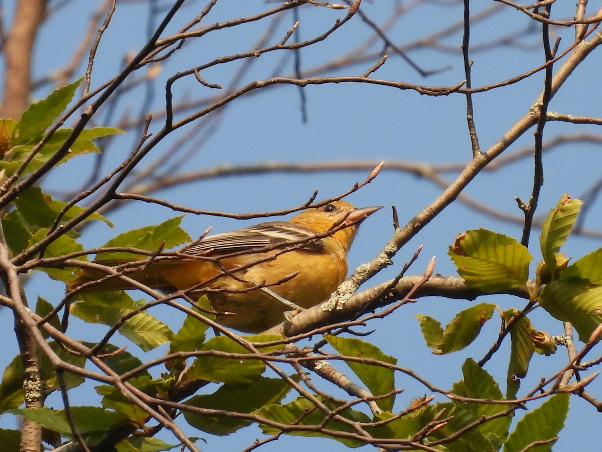 Baltimore Oriole - ML639713060