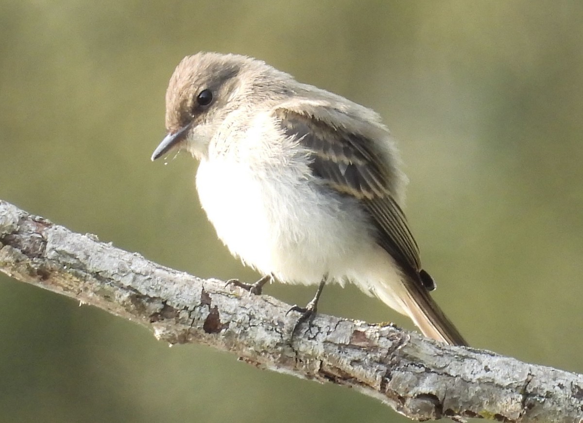 Eastern Phoebe - ML639713154