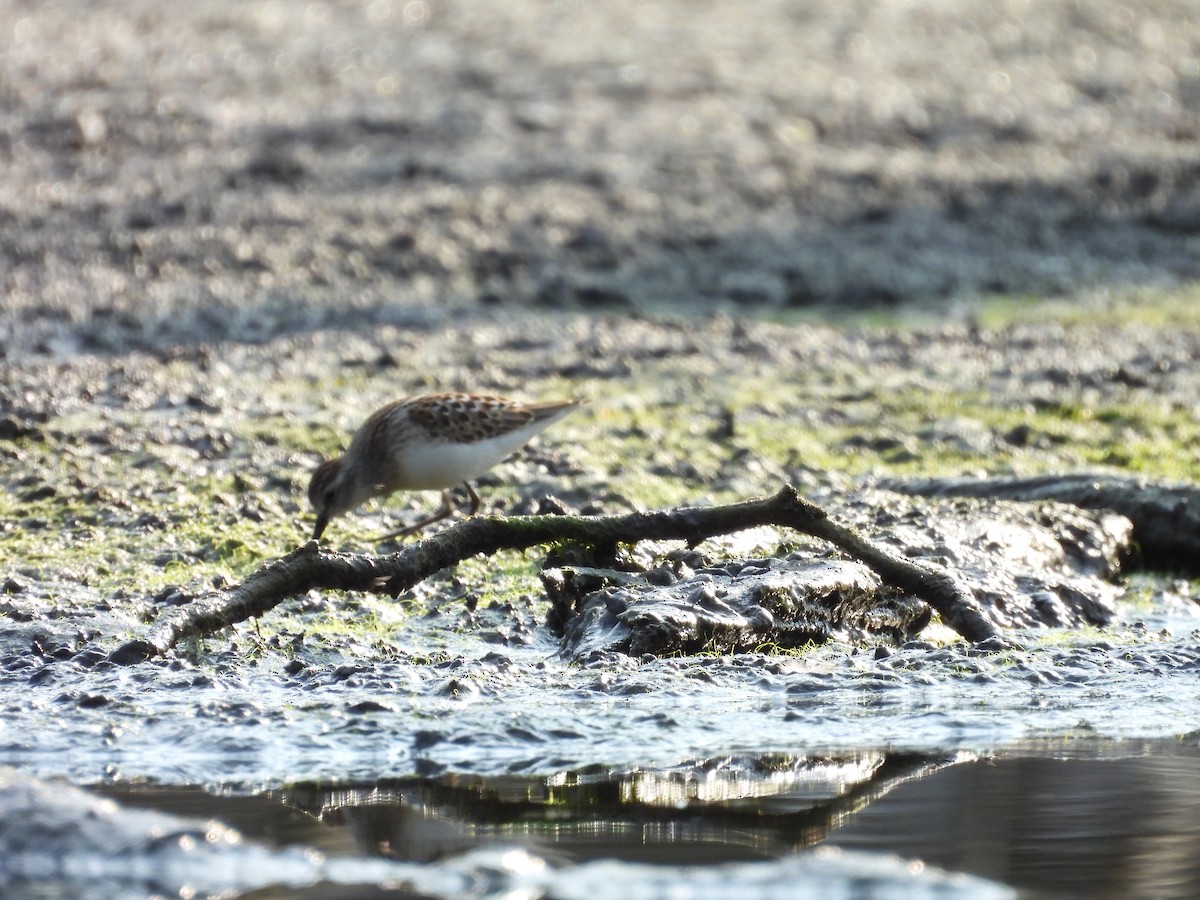 Least Sandpiper - ML639713232