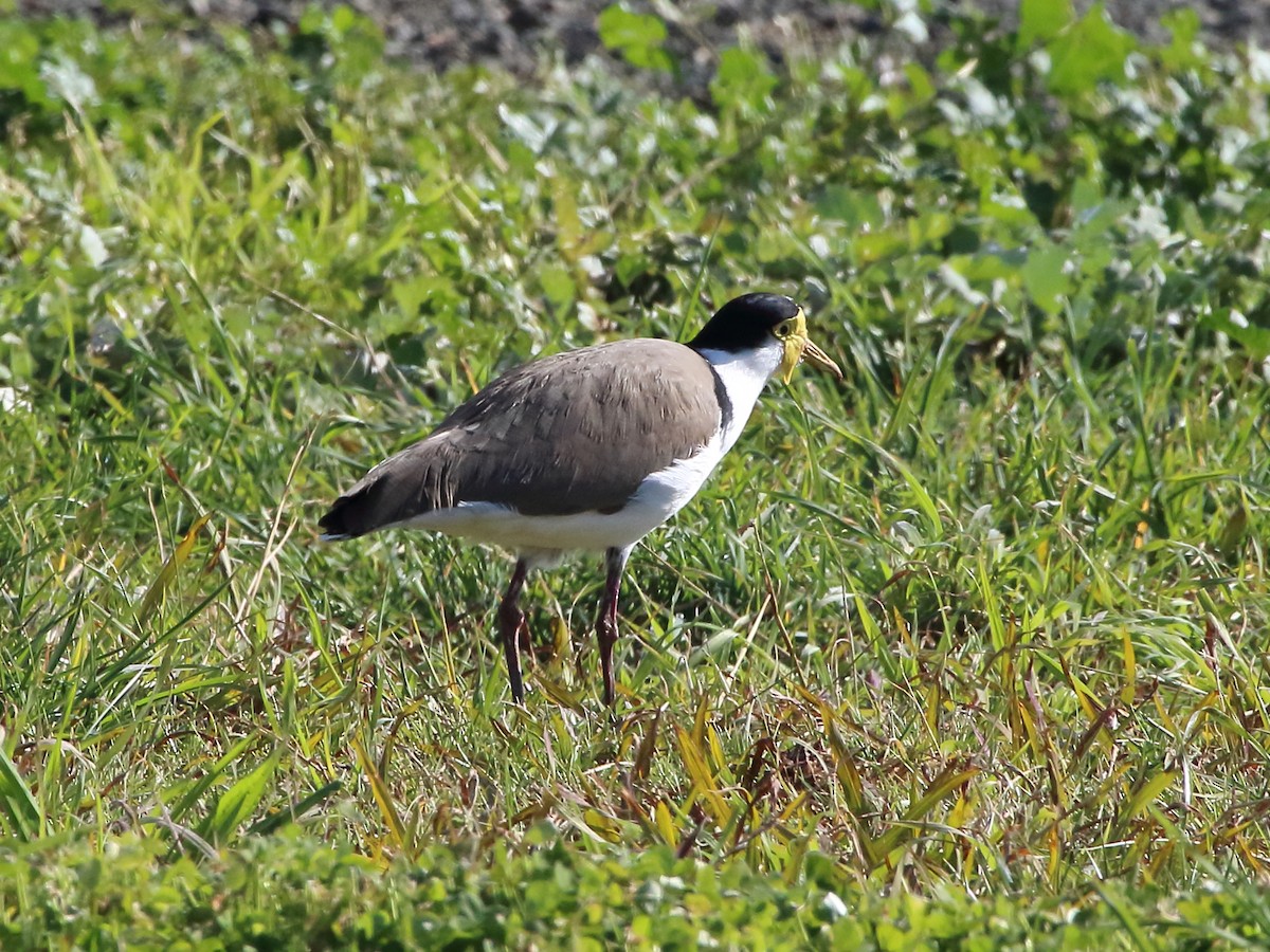 Masked Lapwing - Scott Eaton