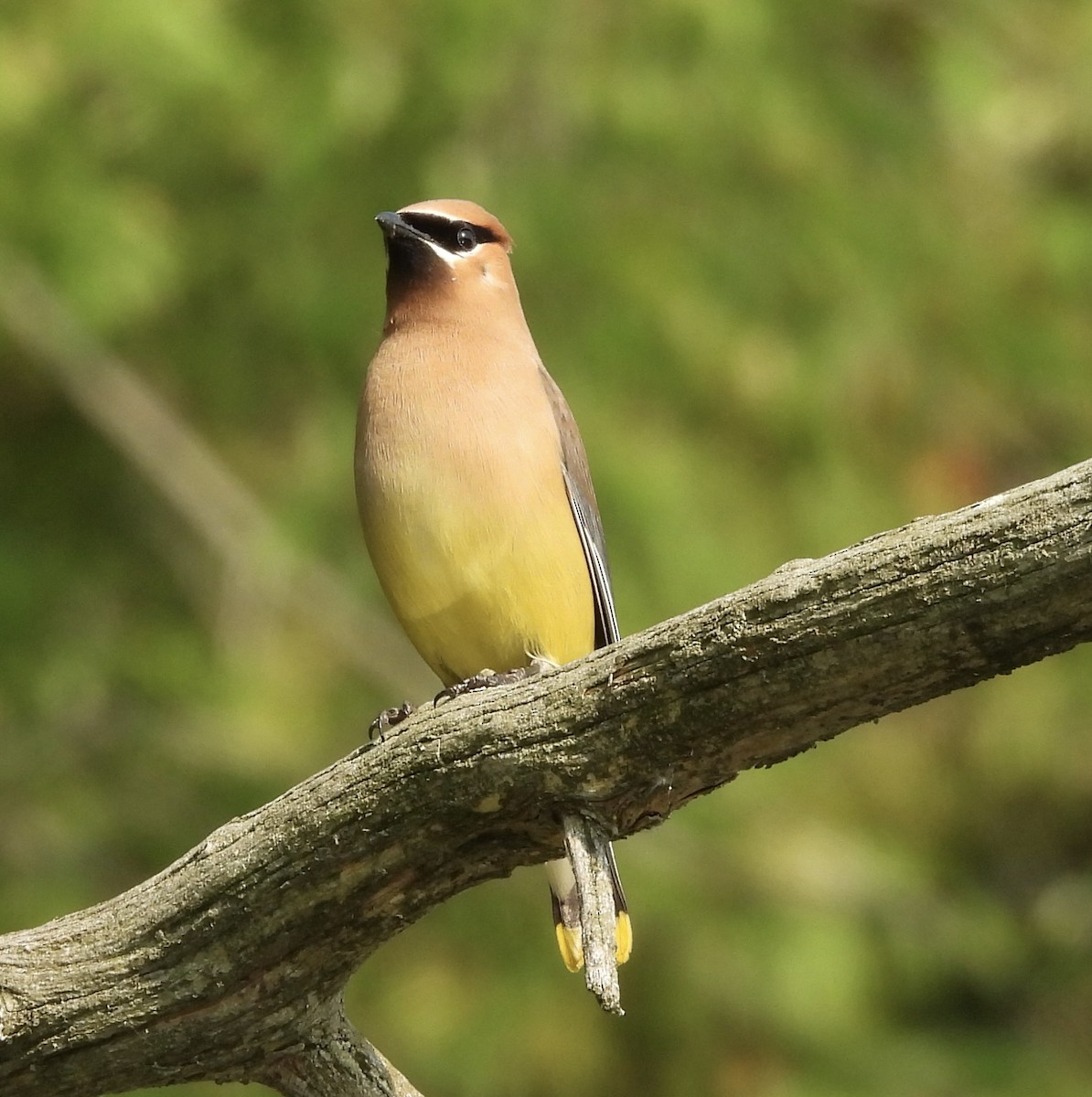 Cedar Waxwing - ML639713315