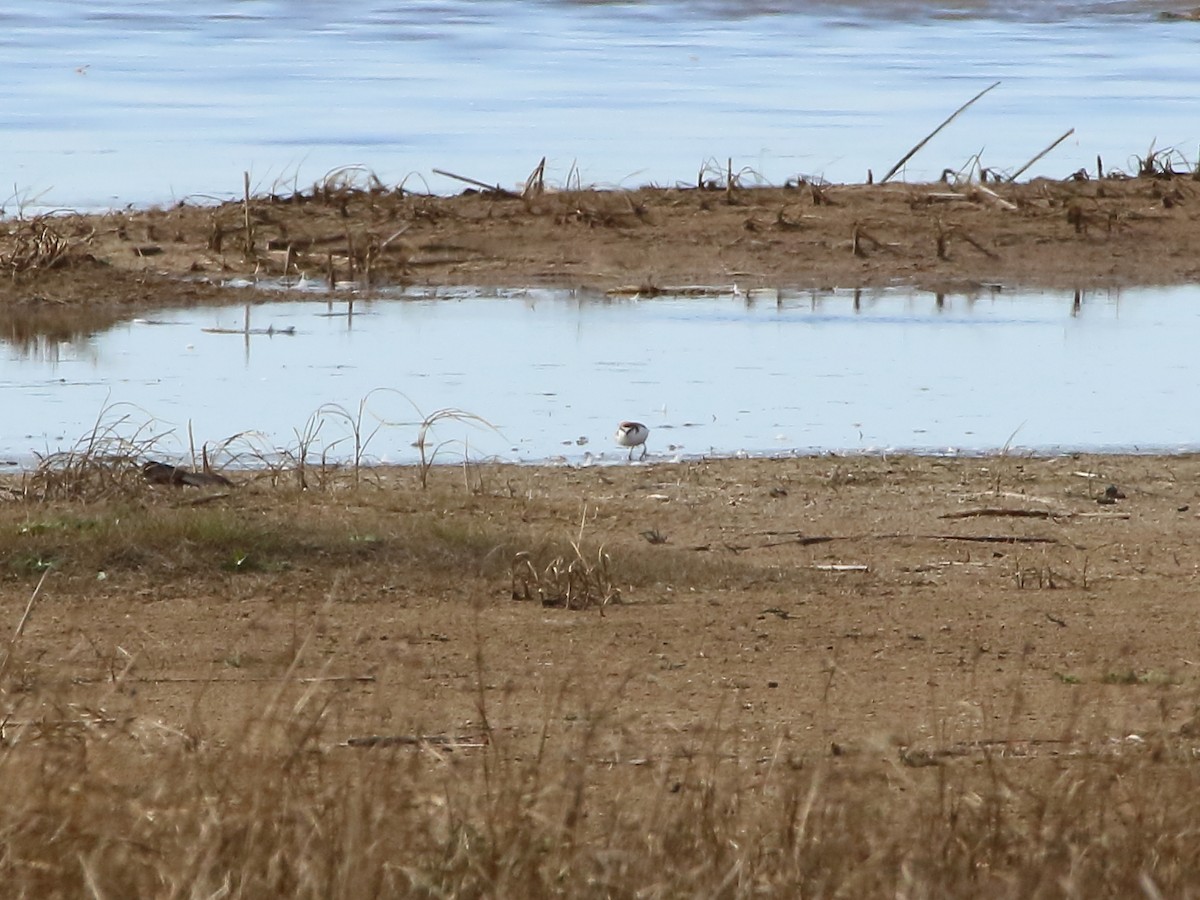 Red-capped Plover - ML63971341