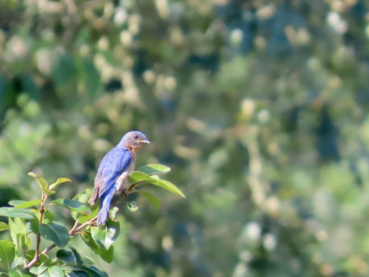 Eastern Bluebird - ML639713439