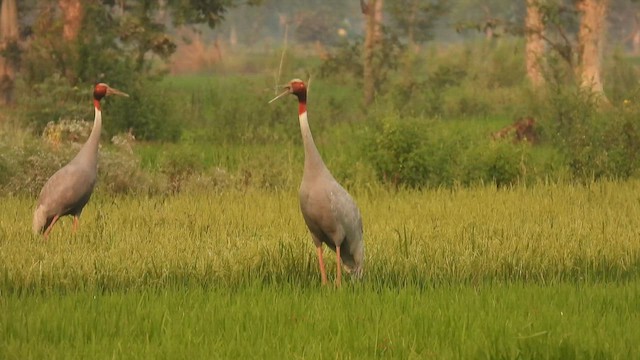 Sarus Crane - ML639713470